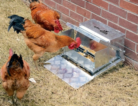 Make Backyard Chicken Keeping Easier with the SuperHandy Automatic Chicken Feeder